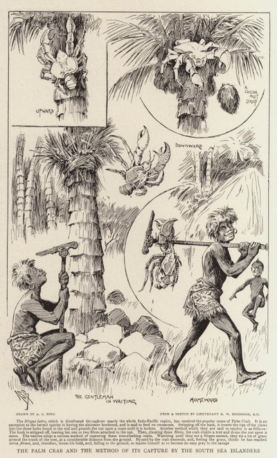 パームクラブと南海の島民による捕獲方法 作： Alexander Stuart Boyd